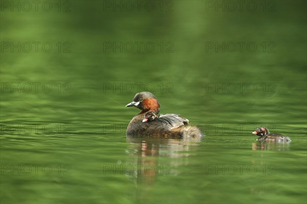 Little Grebe