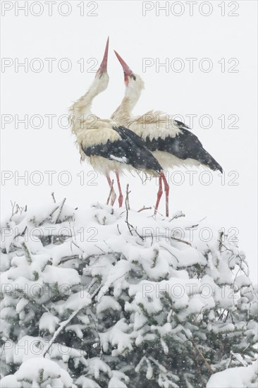 White stork pair courting amidst a snowstorm in their nest during breeding season