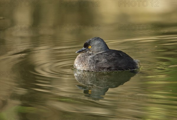 Little Grebe