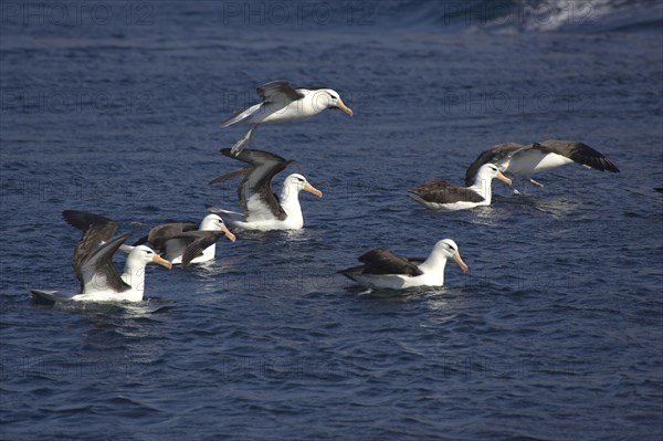 Black-browed albatross