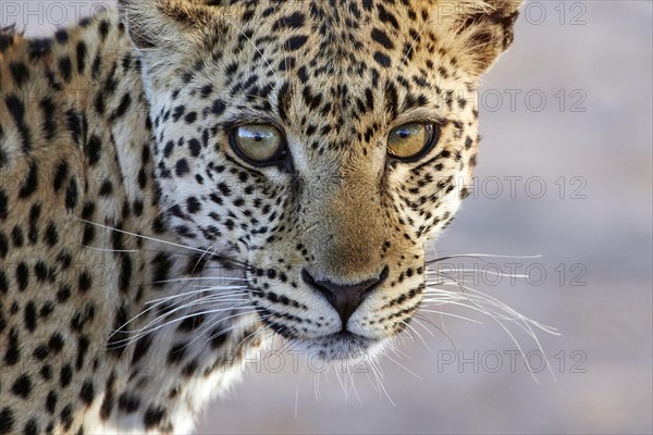 African leopard