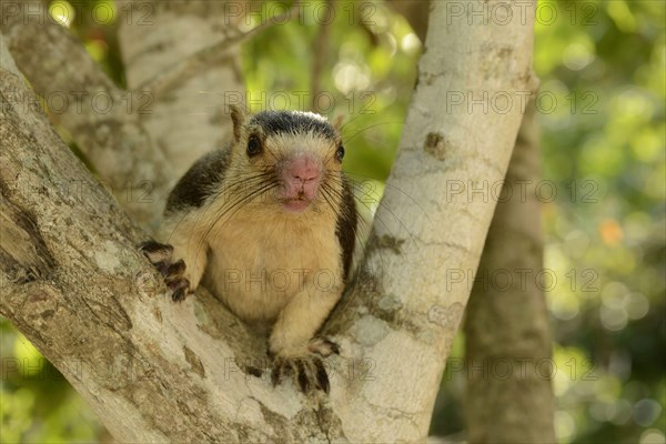 Grizzled giant squirrel