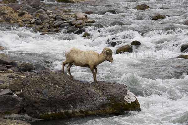 Bighorn sheep