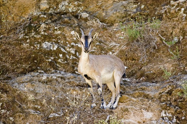 Cretan wild goat