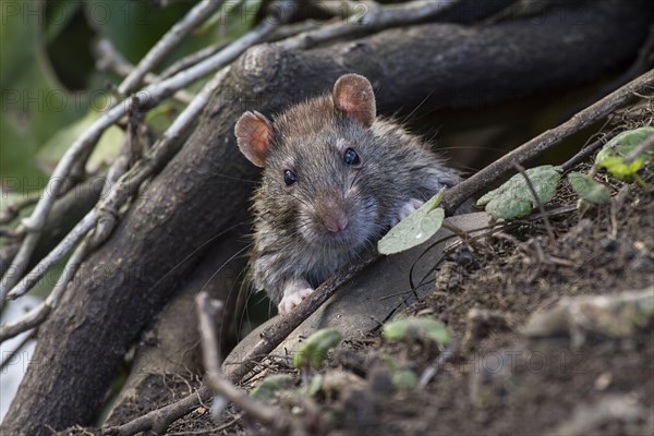 Brown brown rat