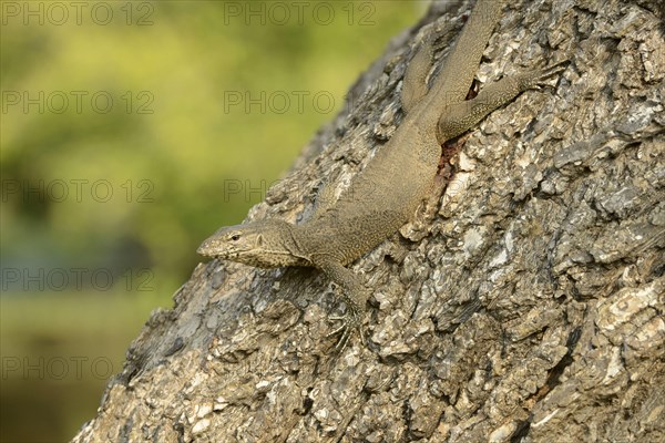 Bengal bengal monitor