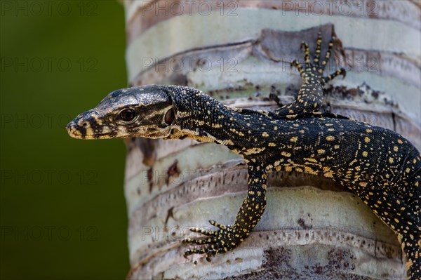 Palawan water monitor