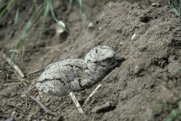 Juvenile stone curlew