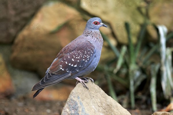 Speckled Pigeon