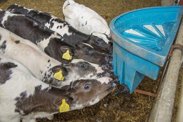 British Blue cattle