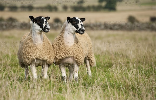 Domestic sheep