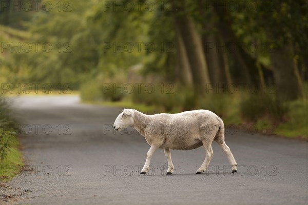 Cheviot sheep