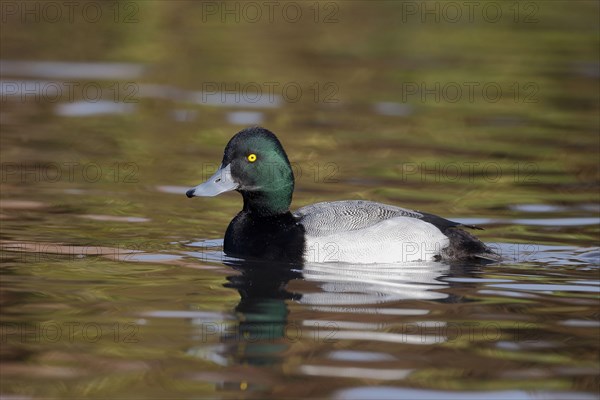 Greater Scaup