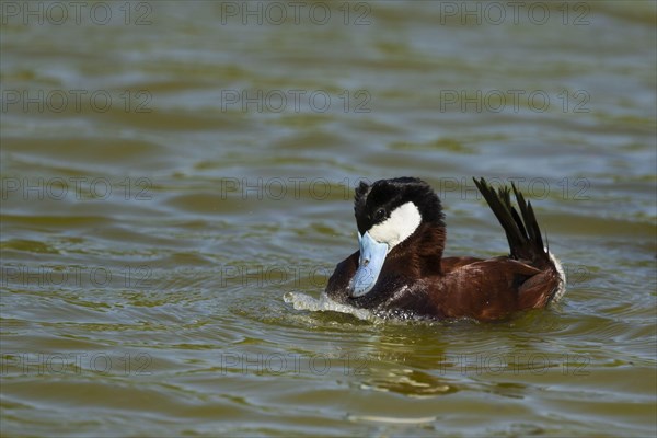 Ruddy duck