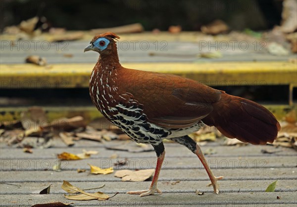 Crested fireback