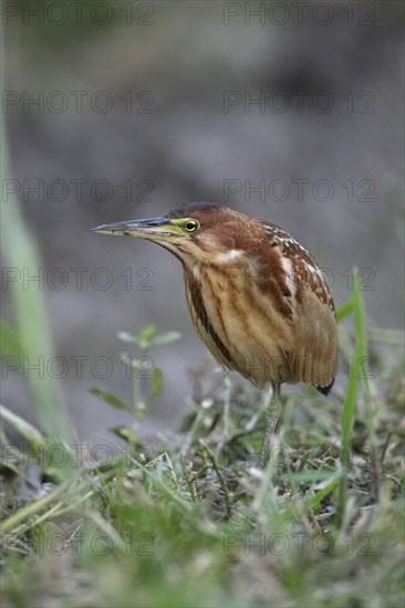 Von Schrenck's von schrenck's bittern