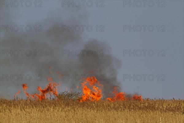 Controlled burning of reeds in coastal reed habitat