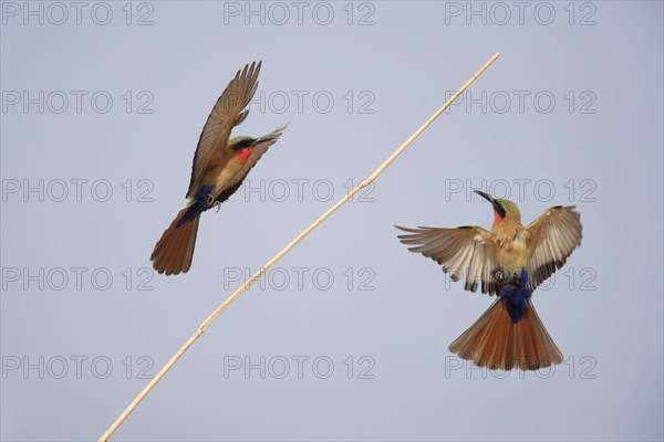 Red-throated bee-eater