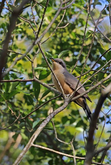 Mangrove Cuckoo