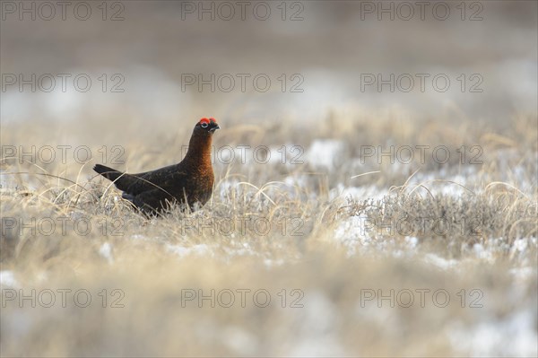 Red Grouse