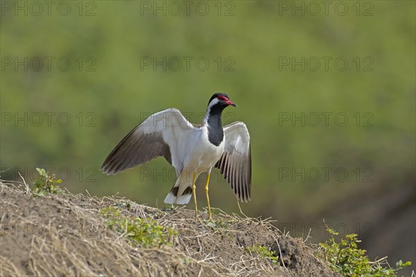 Red-wattled Lapwing