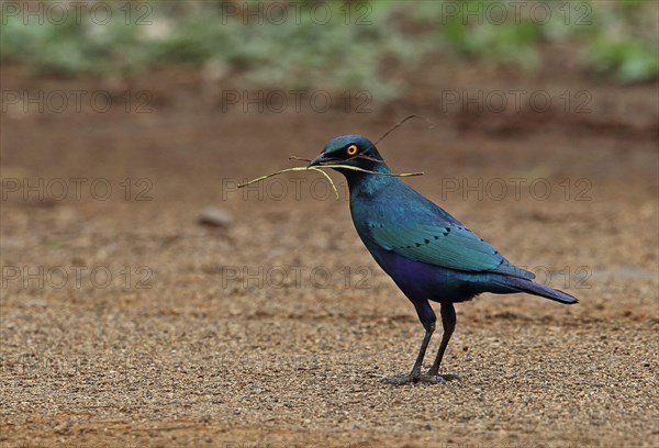 Greater Blue-eared Glossy Starling