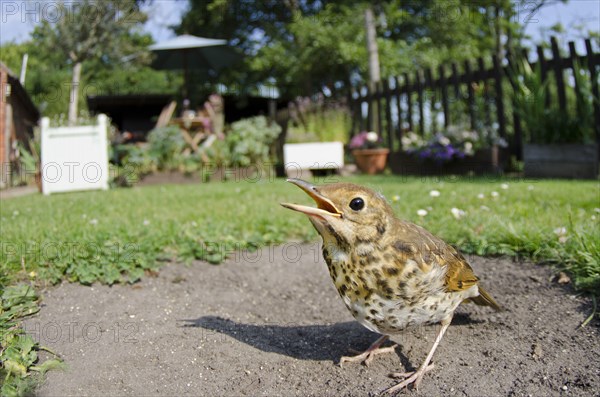 Song Thrush