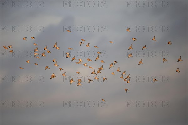 Linnet