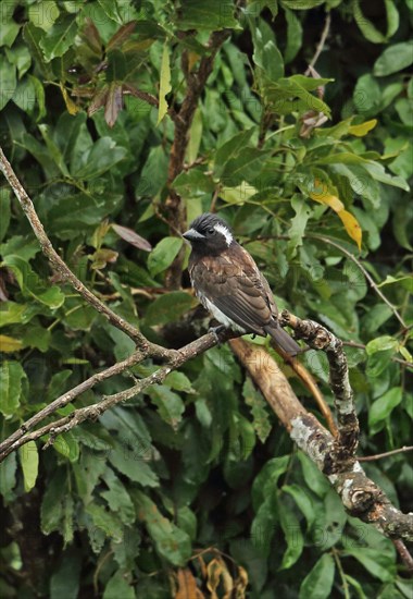 Adult White-eared Barbet