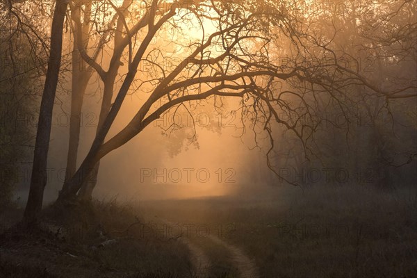 View of track and forest habitat at sunrise