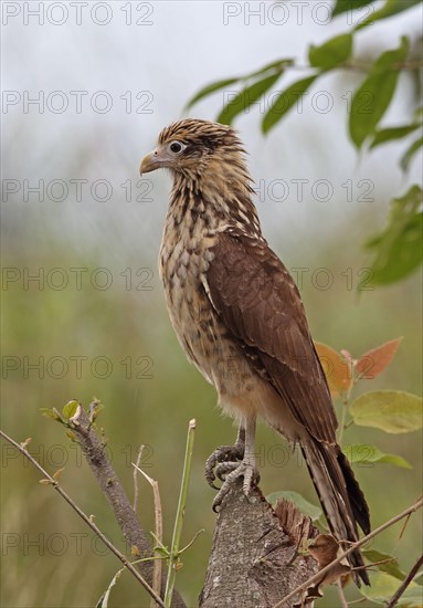 Yellow-headed Caracara