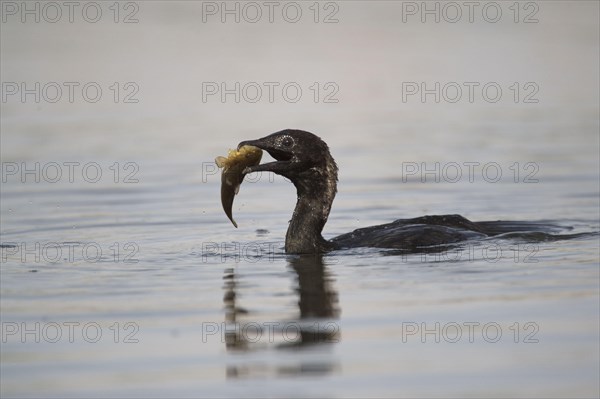 Pygmy Cormorant