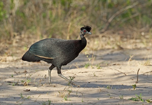 Southern Crested Guineafowl