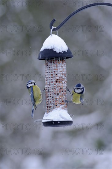 Blue tit