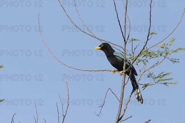 Yucatan Jay