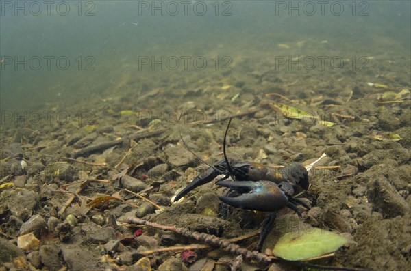 American Signal Crayfish