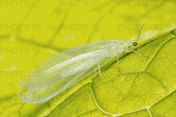 Common Green Lacewing