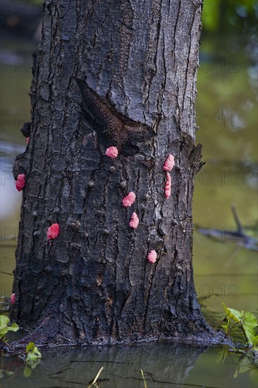 Channeled Applesnail