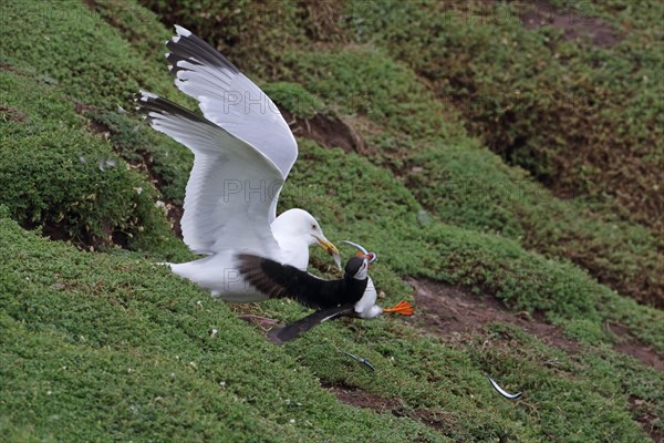 European european herring gull