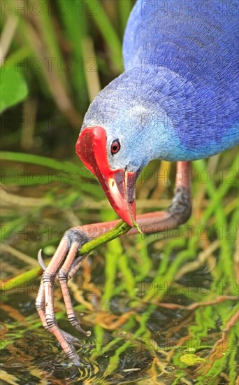 Grey-headed Crake