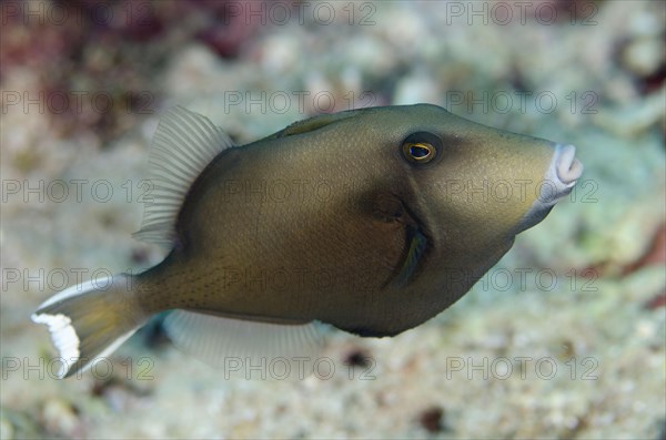 Flagtail triggerfish