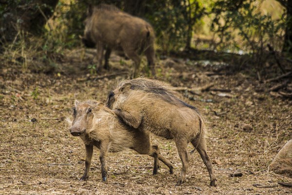 Common warthog