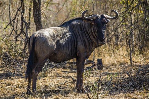 Blue wildebeest