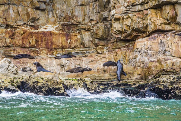 Seal Colony