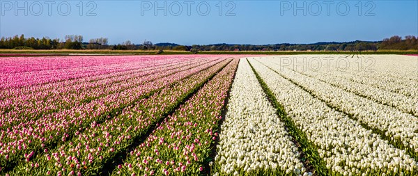 Flowering tulip fields