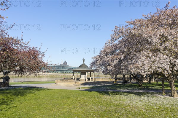 Glockenspiel pavilion between blossoming cherry trees on the Neustaedter Ufer