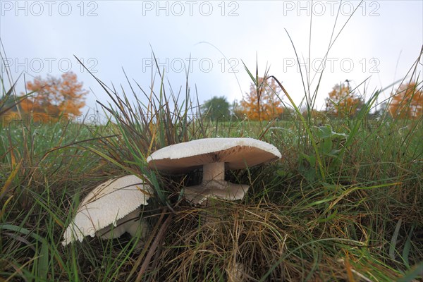 Two field mushroom