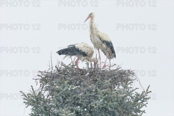 White stork pair standing in their nest amidst a snowstorm and looking anxiously at their brood