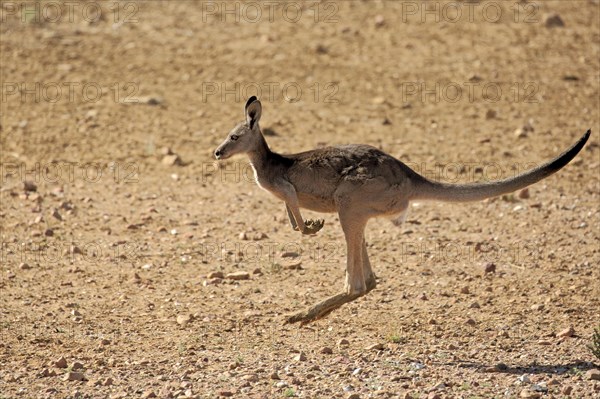 Red Kangaroo