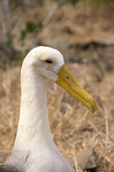 Head of the Wave Albatross